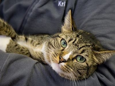 Rescue Relief Efforts in Atlanta: Vet Carrying Cat